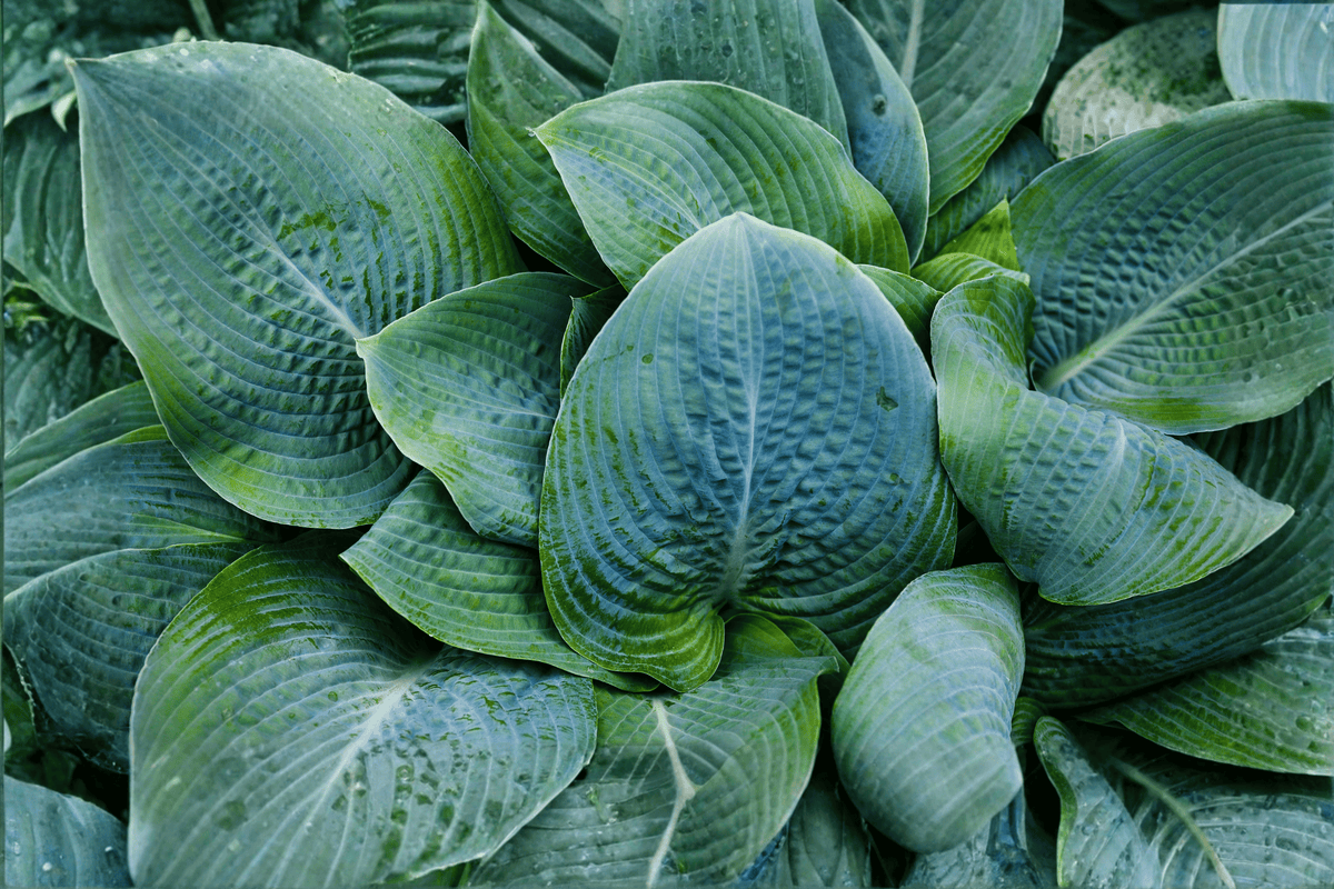 Abiqua Drinking Gourd Hosta – 1 Live Plant, 1-Gallon Size – Hosta ‘Abiqua Drinking Gourd’