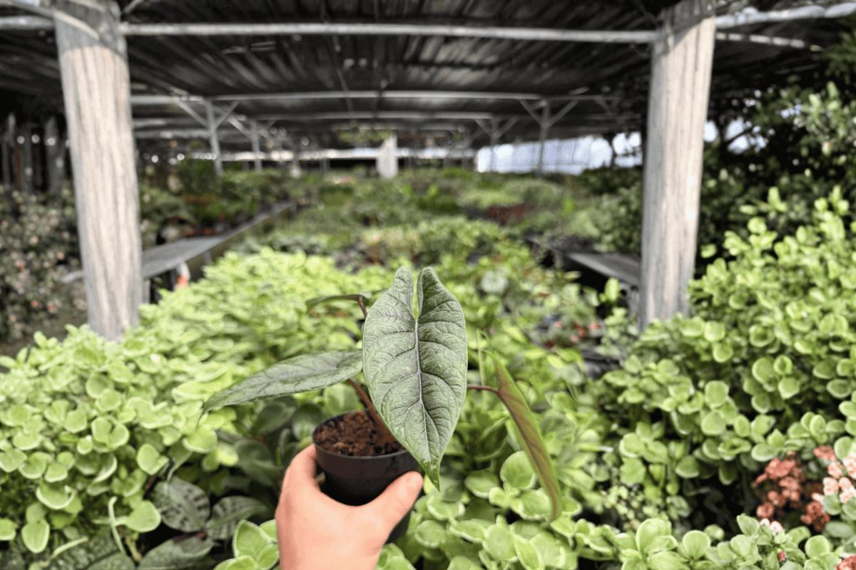 Alocasia Scalprum – 2 Exact Live Plants, 4-Inch Size – Alocasia scalprum