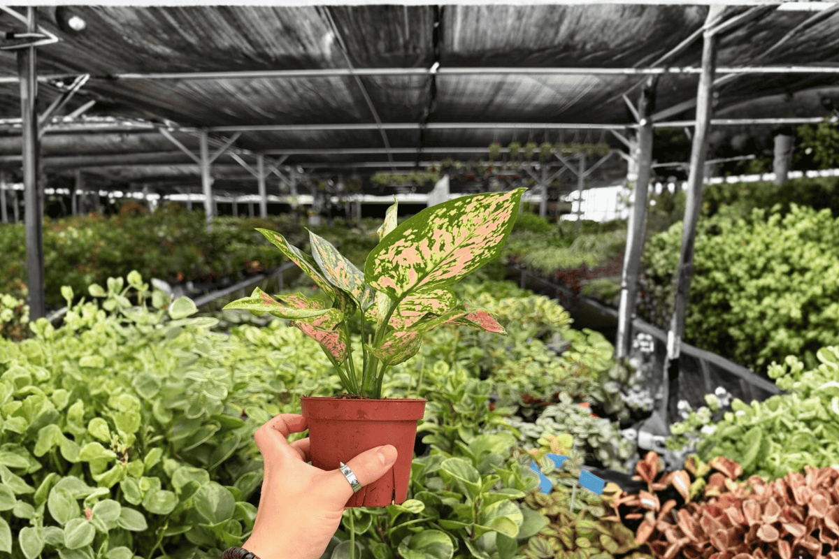 Aglaonema KumKoom 2 Exact Live Plants – Aglaonema ‘KumKoom’ Specific 4” Size Bare Root