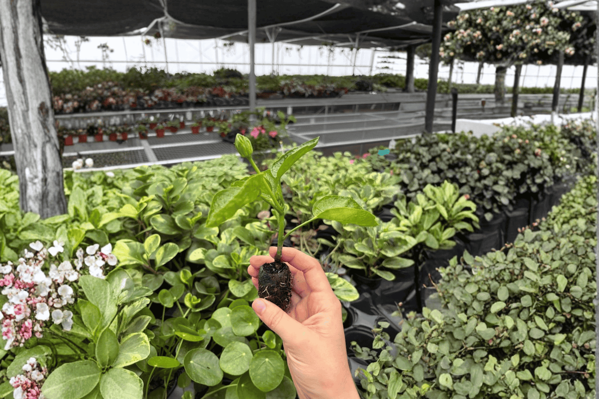 Pinot Noir Hibiscus 2 Live Starter Plants – Hibiscus rosa-sinensis