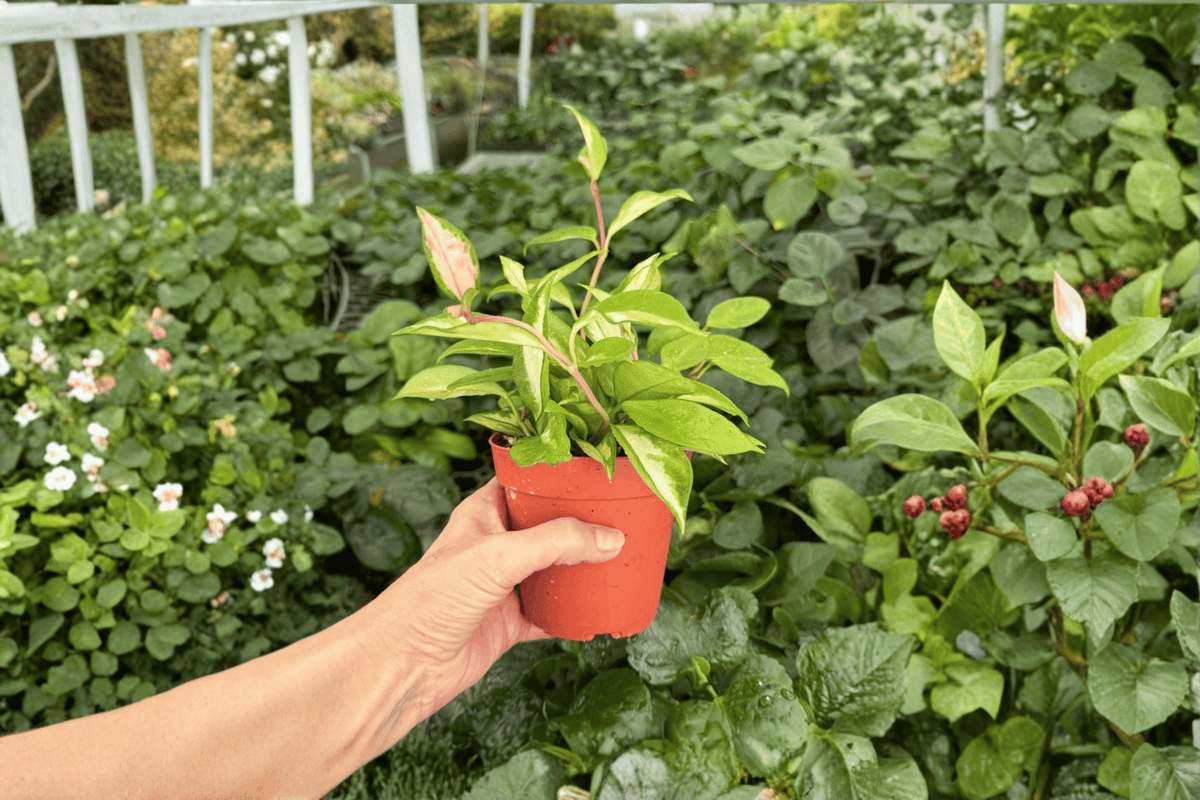 Hoya Krimson Princess Live Plant – 2 Exact Plants Bare Root – Hoya carnosa 'Krimson Princess' – Originally Grown in 4" Pot