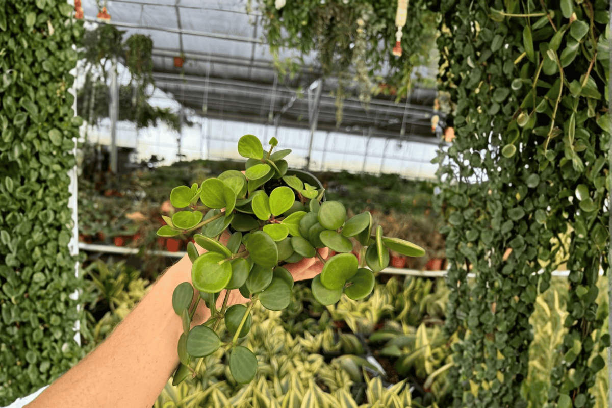 2 Peperomia 'Hope' Live Plants – 4-Inch Potted Houseplants (Peperomia 'Hope')