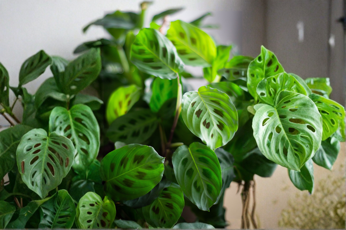 Prayer Plant Live Houseplant – Maranta leuconeura in 4-Inch Pot
