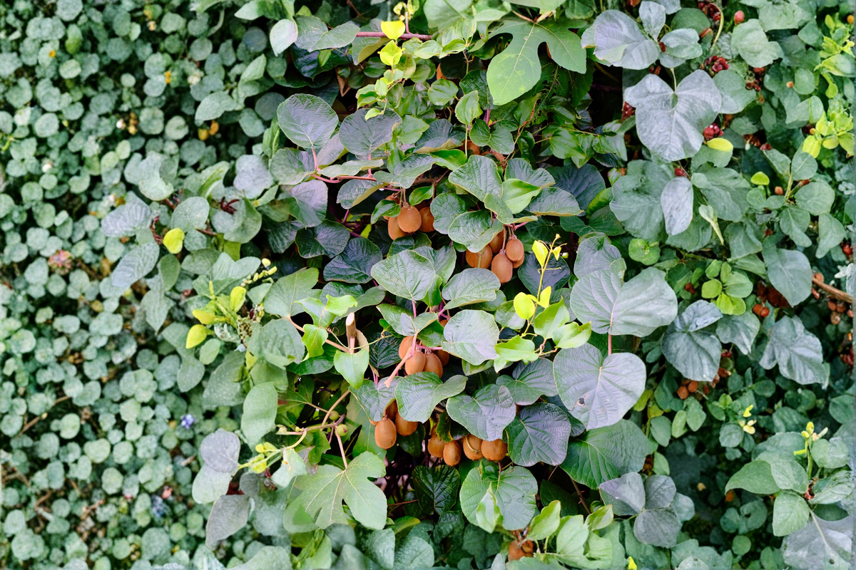 1 Clark Male Kiwi Pollinator Live Rooted Starter Plant – Actinidia deliciosa – USDA Zones 4–8