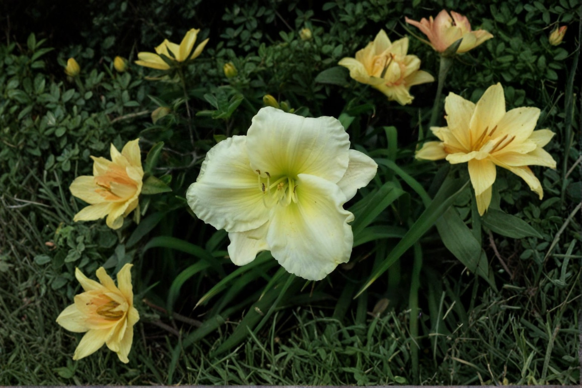 Daylily ‘Gentle Manners’ Bare Root Plants – Pink Perennial for Summer Garden Flowers – Hemerocallis