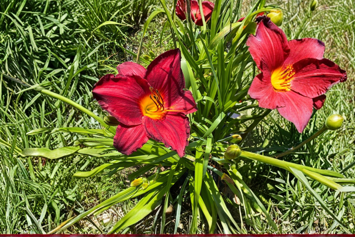 Daylily ‘Chicago Brave’ 3 Bare Root Plants – Red Yellow Hemerocallis Perennial for Summer Garden Flowers