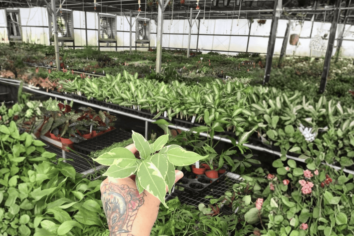 Variegated Ficus Benjamina 2 Starter Live Plants – 2-Inch Pot Size – Ficus benjamina