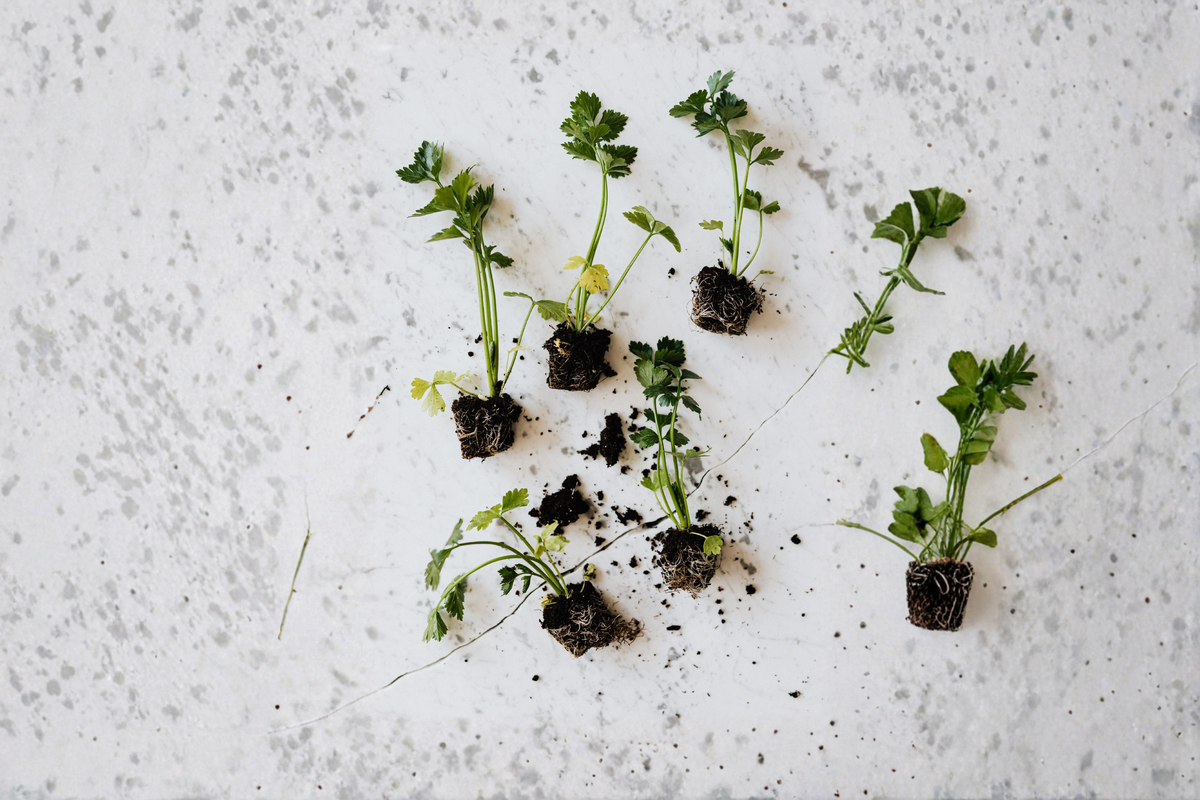 12+ True Celery Bare Root Live Plants – Organic Young Transplants – Apium graveolens