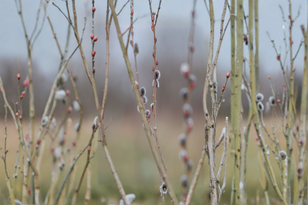 Black Pussy Willow Live Plant 16-20 Inch Tall in Half Gallon Pot Salix Melanostachys Ornamental Shrub