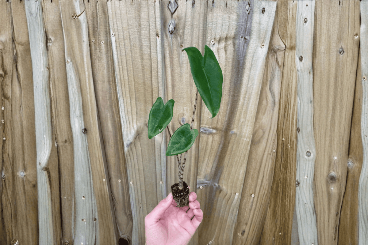 2 Alocasia Zebrina Starter Plants – Bare Root – Alocasia zebrina