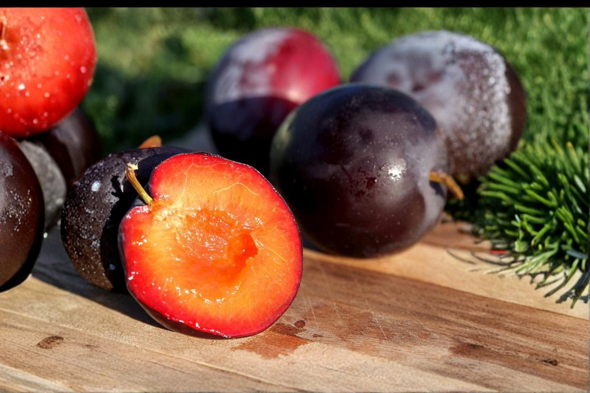 Santa Rosa Plum Tree Grafted Live Fruit Tree Self Pollinating 4ft Tall | Prunus salicina 'Santa Rosa' | Ready to Plant