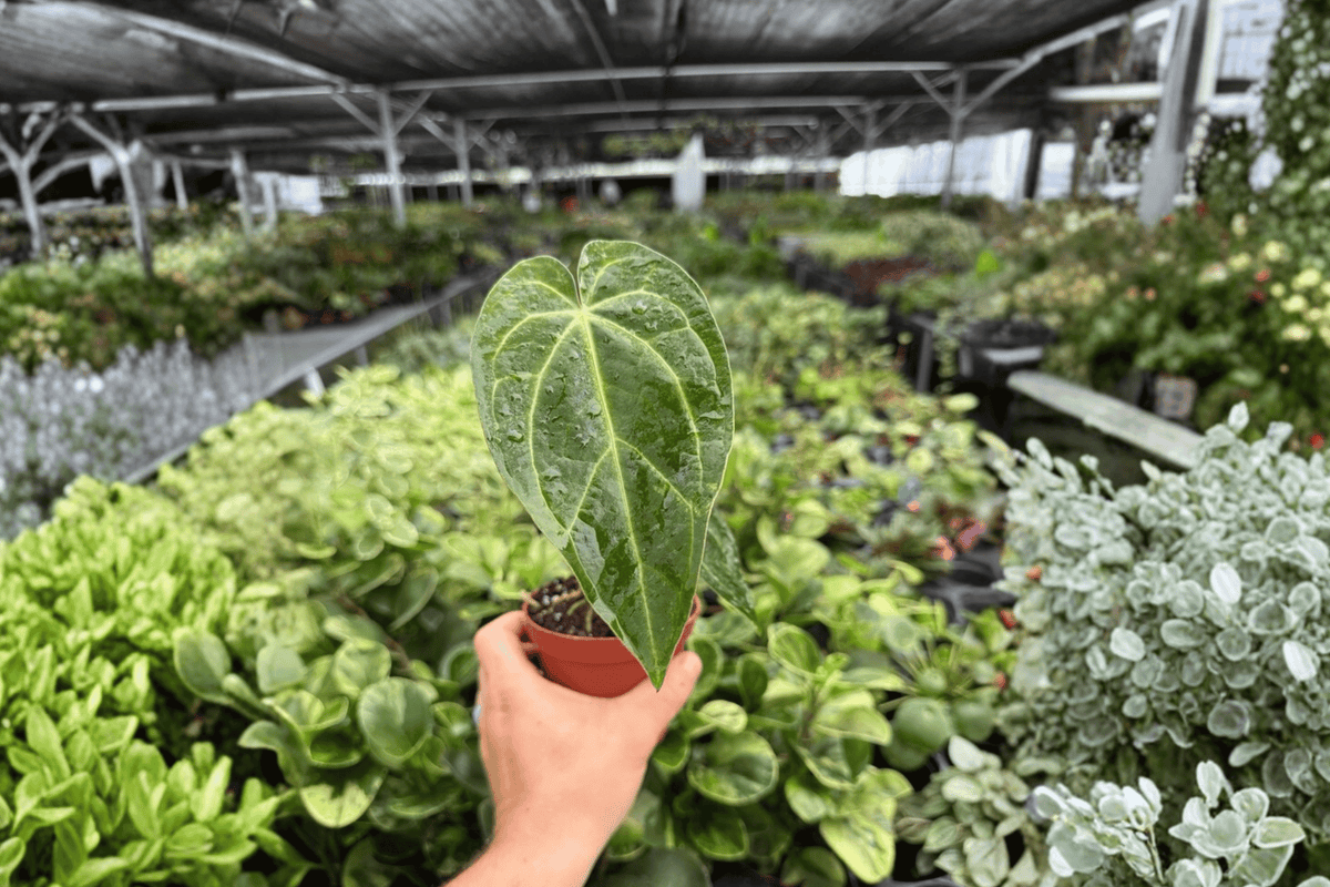 Anthurium Legend x Magnificum 2 Exact Live Plants – 4-Inch Pots