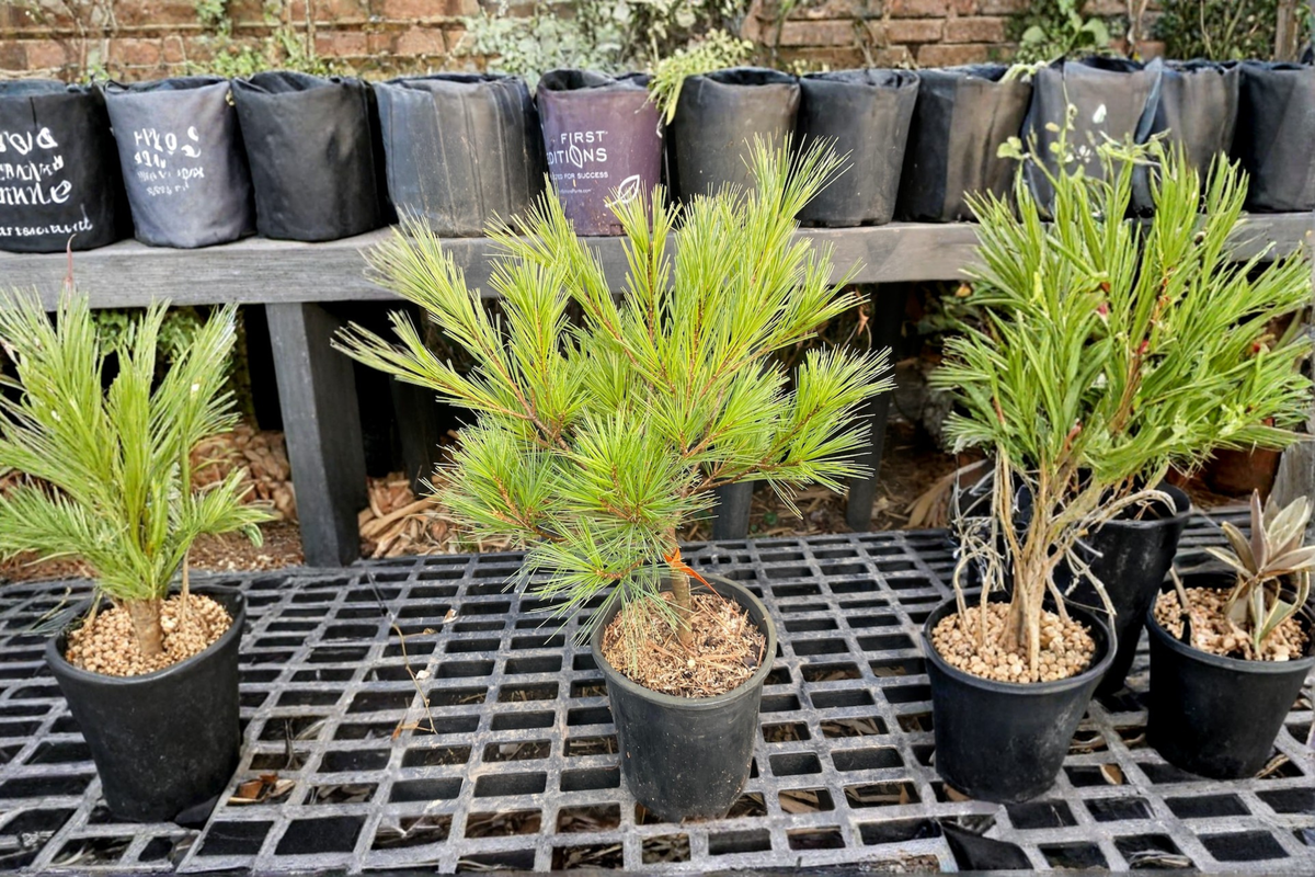 Caboose White Pine 12 Inch Live Plant 1 Gallon Pot – Pinus strobus Dwarf Evergreen Conifer Compact Garden Tree