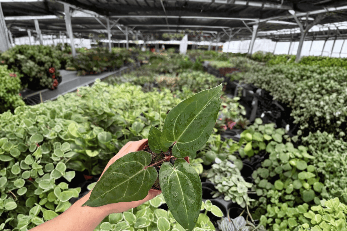 Anthurium Legend x Blue Xone 2 Exact Live Plants – 4-Inch Pots