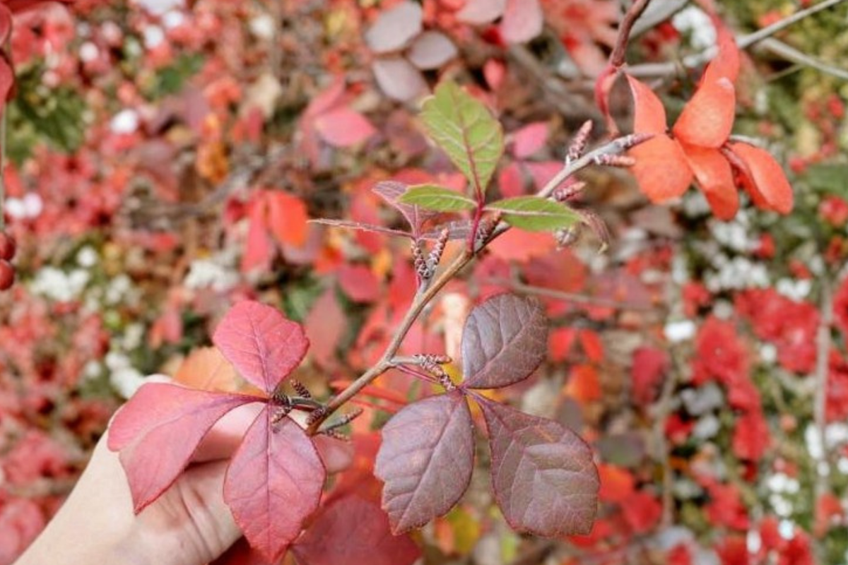 Fragrant Aromatic Sumac Live Plant 16+ Inches – Rhus aromatica Shrub