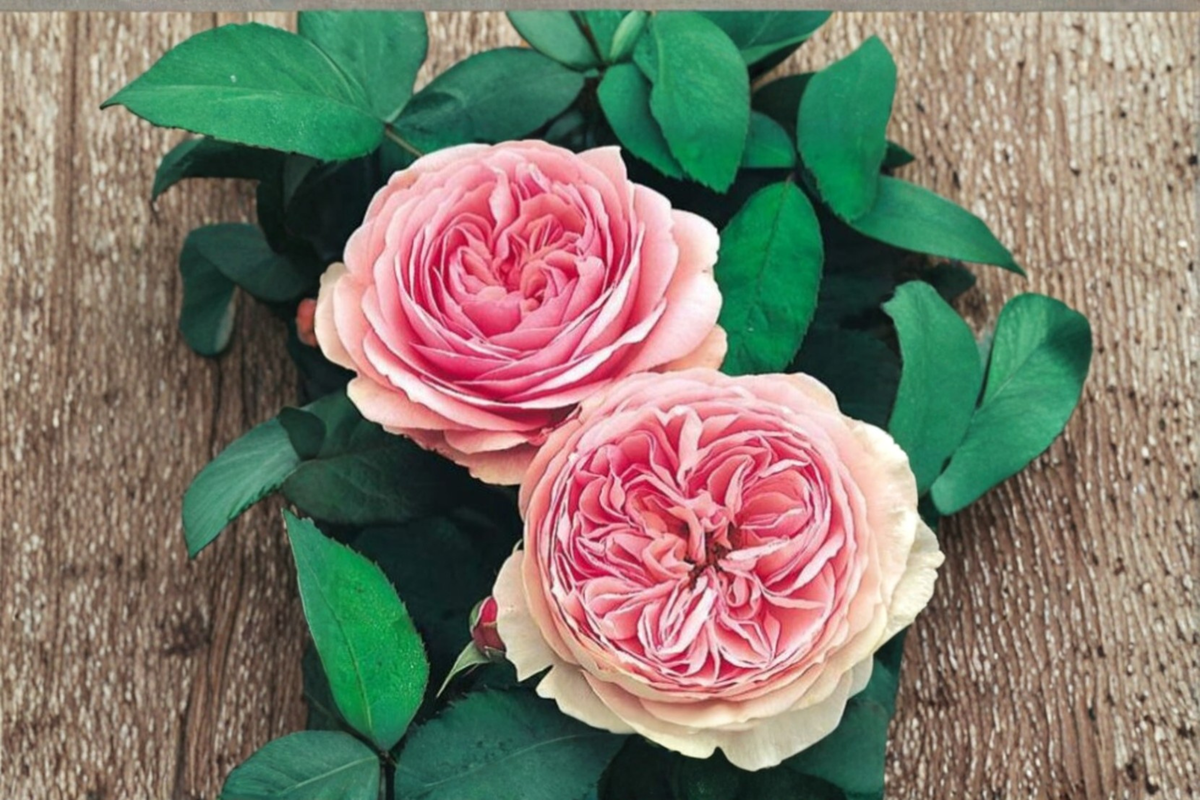 Rare Scented English Pink Rose Seeds – 30 Pack, Ornamental Flower Seeds, Rosa spp., Pink, Fragrant Garden Roses, Full Sun, Well-Draining Soil