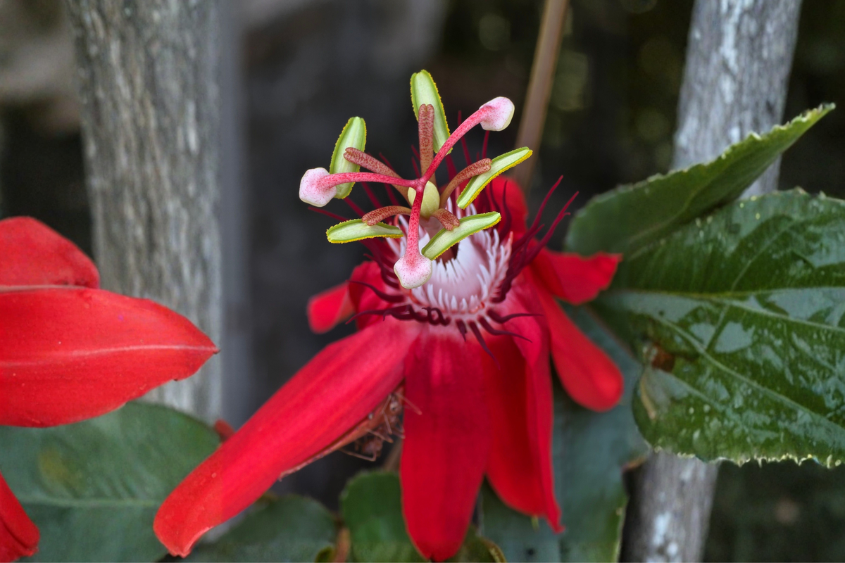 Passiflora 'Lady Margaret' Live Plant 6–8 Inches Tall – Passion Flower Vine (No Pot)