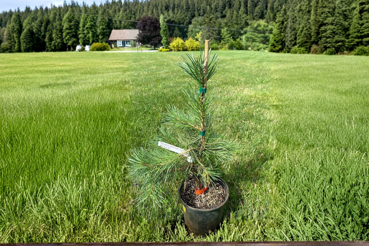 Hillside Creeper Scots Pine Live Plant 1 Gallon Pot – Pinus sylvestris Low Growing Evergreen Conifer Groundcover Garden