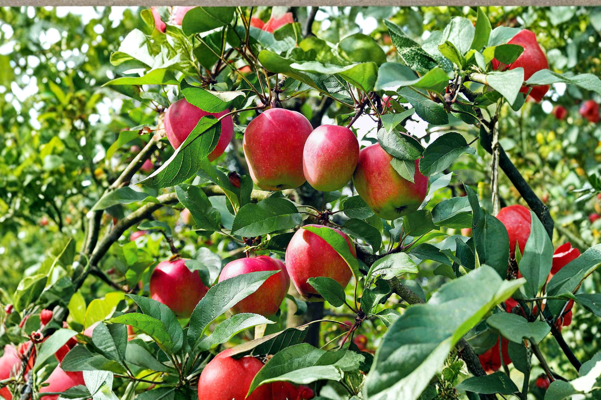 Anna Apple Tree Live Fruit Tree Self Pollinating Tall Apple Tree Ready to Plant Includes Fertilizer Tree and Fertilizer