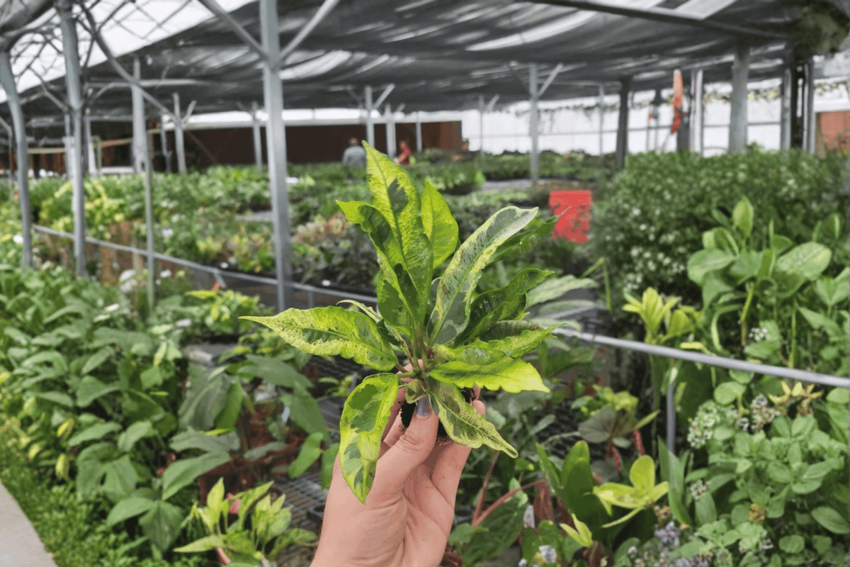 2 Codiaeum variegatum Starter Plants – Variegated Croton Live Plants