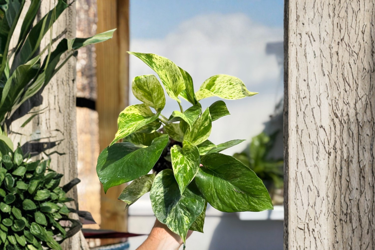 Marble Queen Pothos Live Plant Variegated Epipremnum Cutting Houseplant