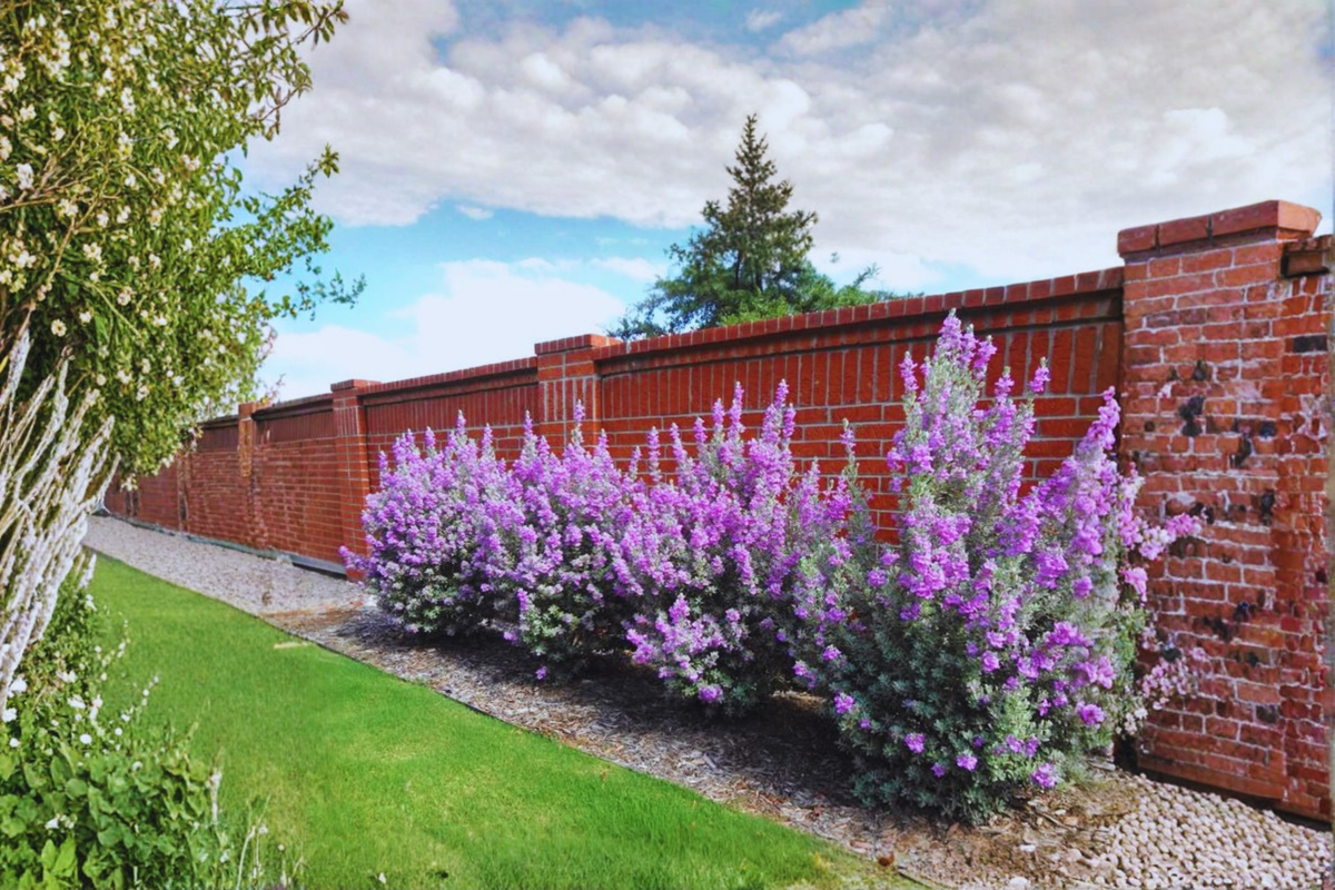 Purple Texas Sage Live Plant 2–3 Ft Flowering Evergreen Shrub, Drought Tolerant Landscape Hedge Plant for Garden Outdoor