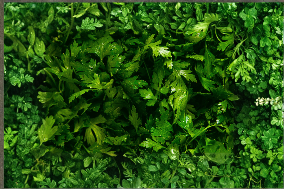 Curly Parsley Live Herb Plant Rooted Starter Plant Petroselinum crispum Garden Herb Plant Shipped Without Pot