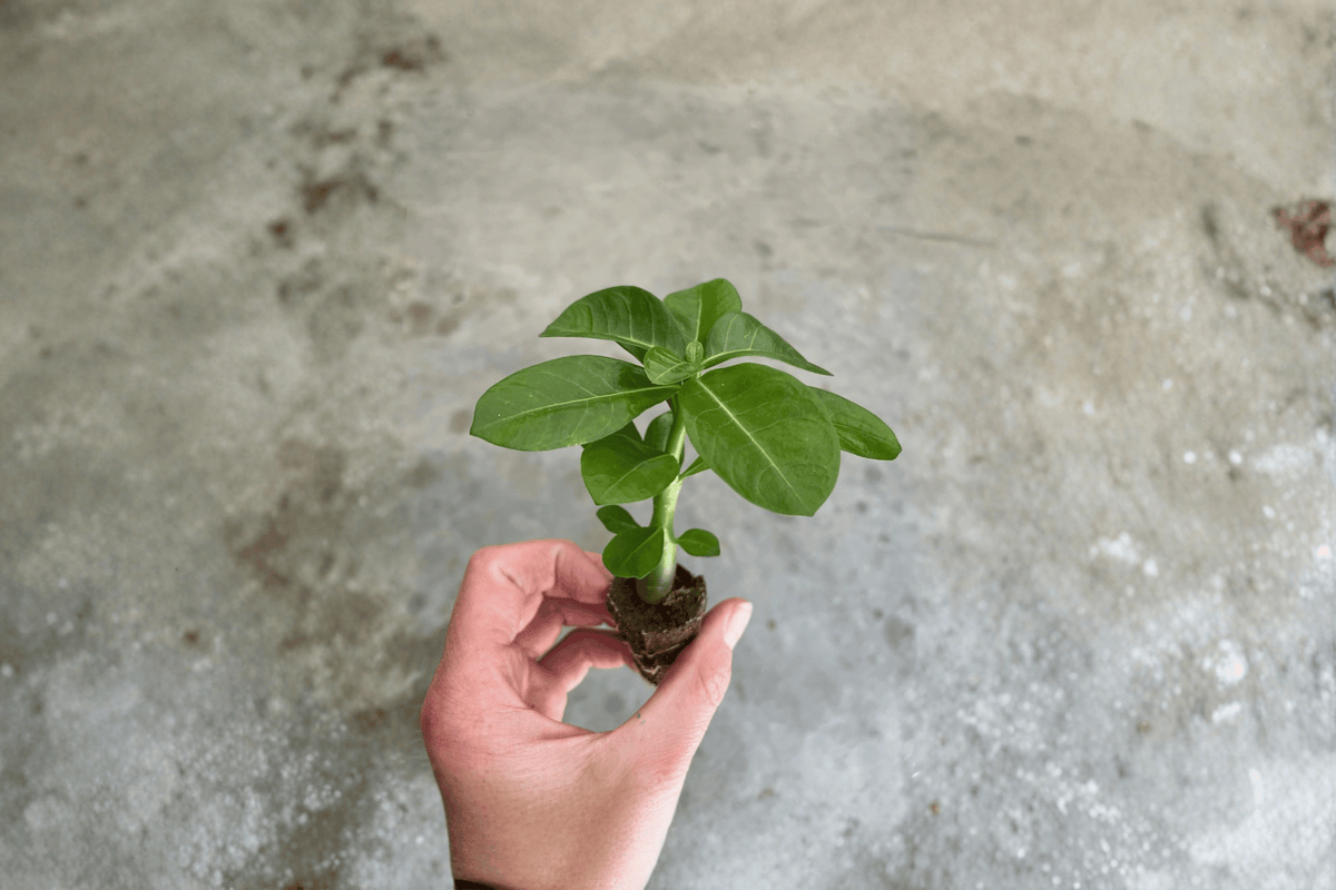 2 Desert Rose Red (Adenium obesum) Starter Plants – Bare Root Live Plants