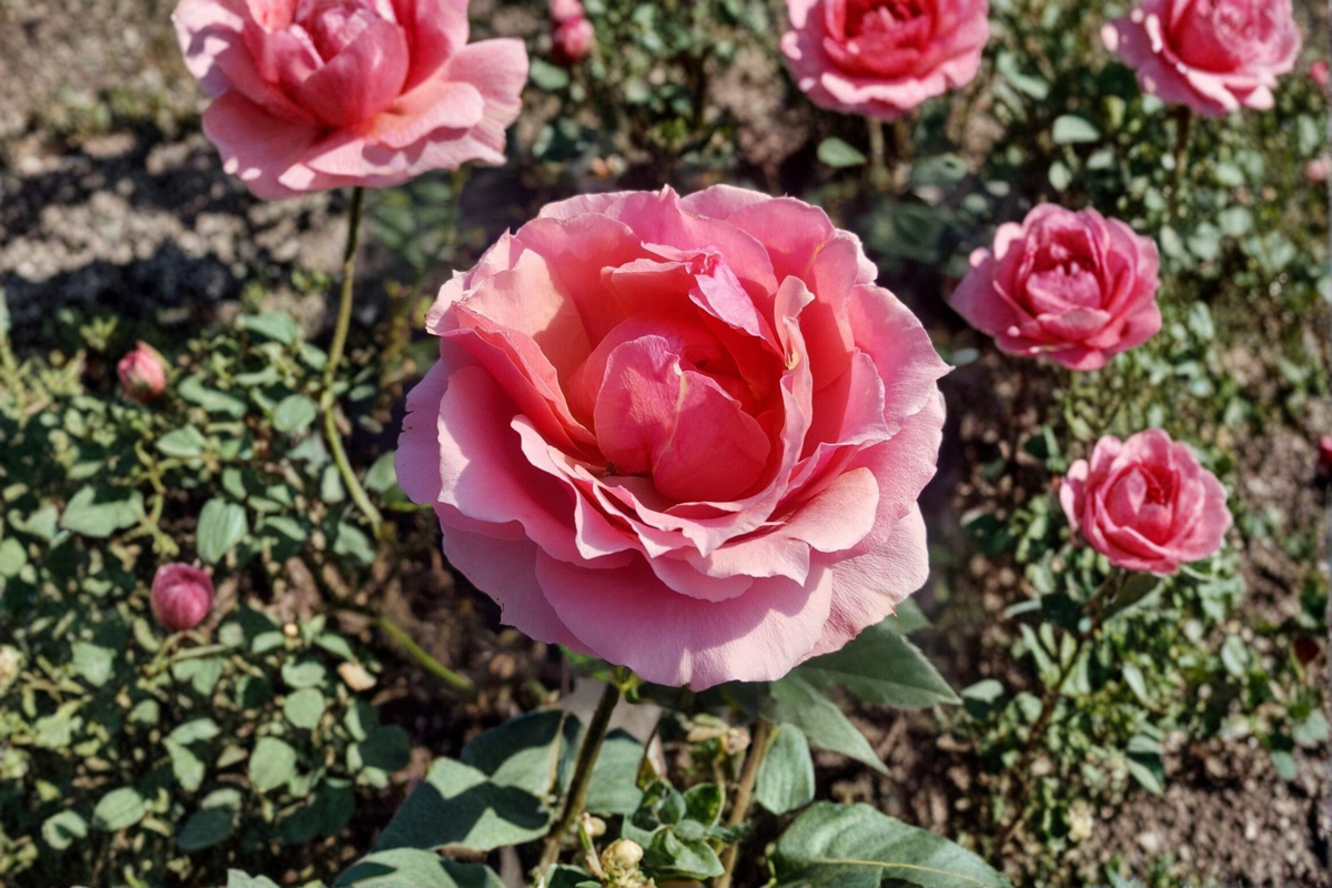 Princesse de Monaco Rose Plant 2 Gal – Pink Cream Grandiflora Bush, Fragrant Garden Rose, Outdoor Flowering Shrub