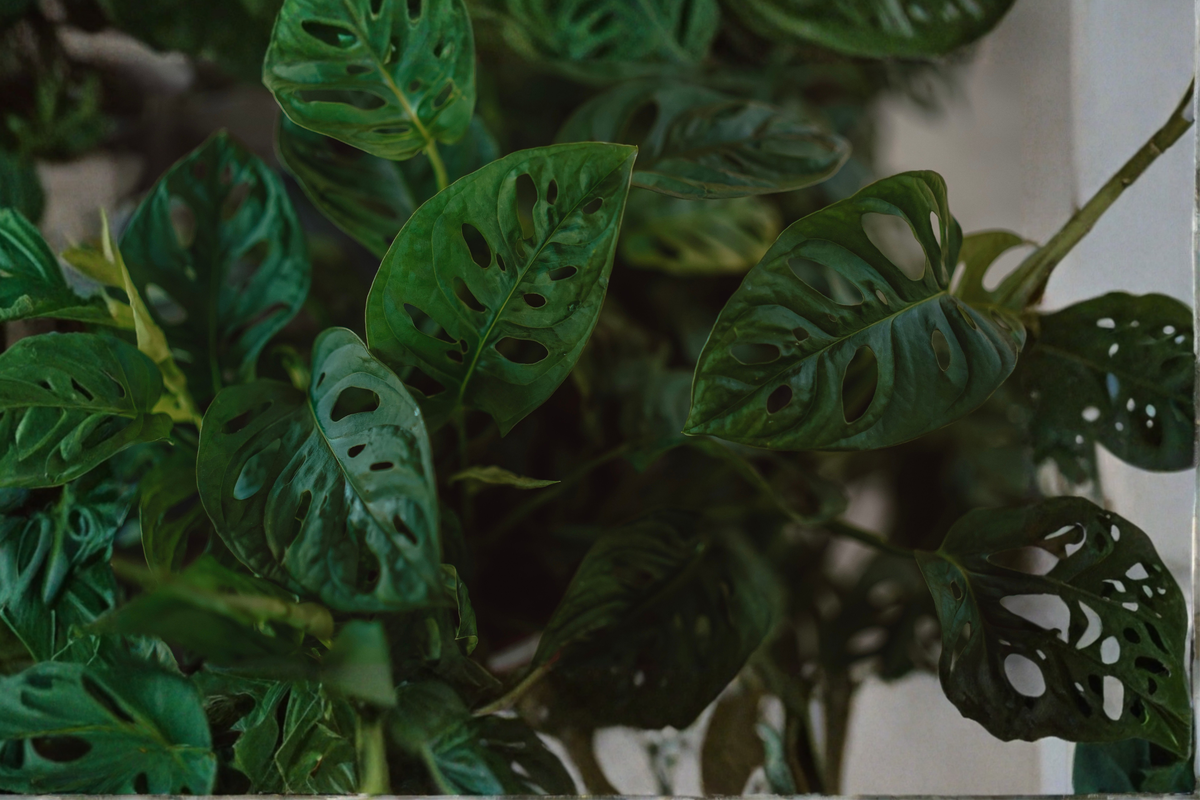 Monstera Adansonii Swiss Cheese Plant – Live Tropical Plant in 4 Inch Pot – Monstera adansonii