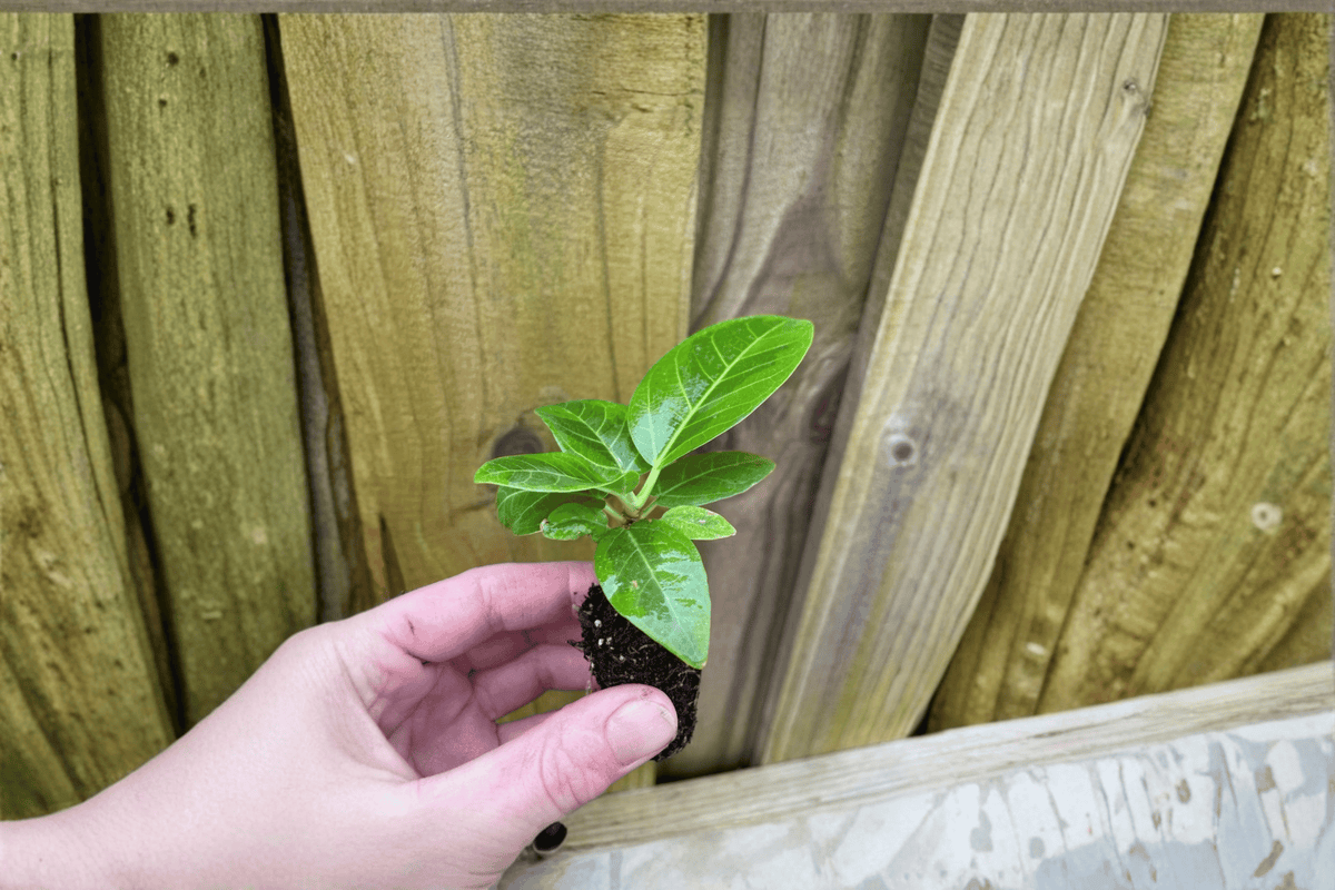 2 Ficus altissima 'Yellow Gem' Live Starter Plants – Bare Root in Soil Pod