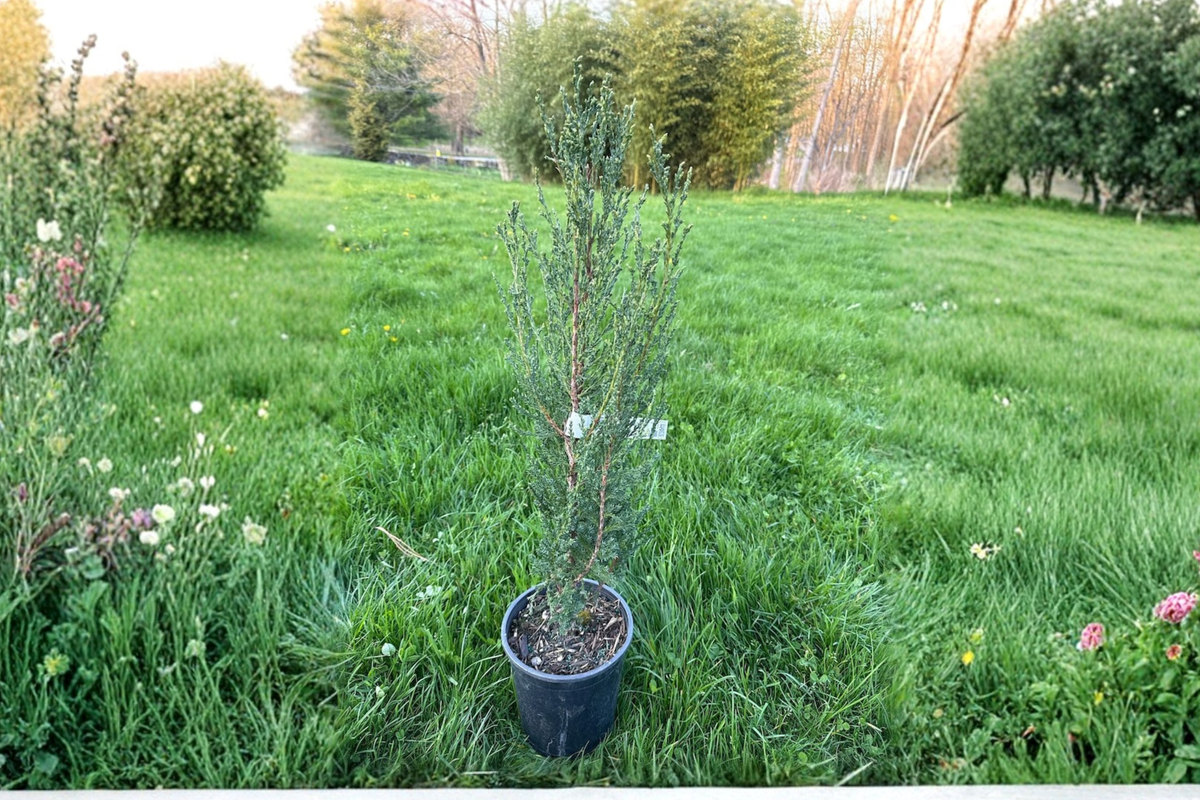 Blue Arrow Juniper Live Plant 12 Inch 1 Gallon Pot Narrow Evergreen Columnar Tree Cold Hardy Landscape Privacy Plant