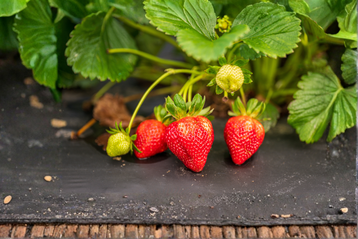 Gasana Strawberry Live Plug Plant - Well-Rooted Starter in 1 Inch Pot