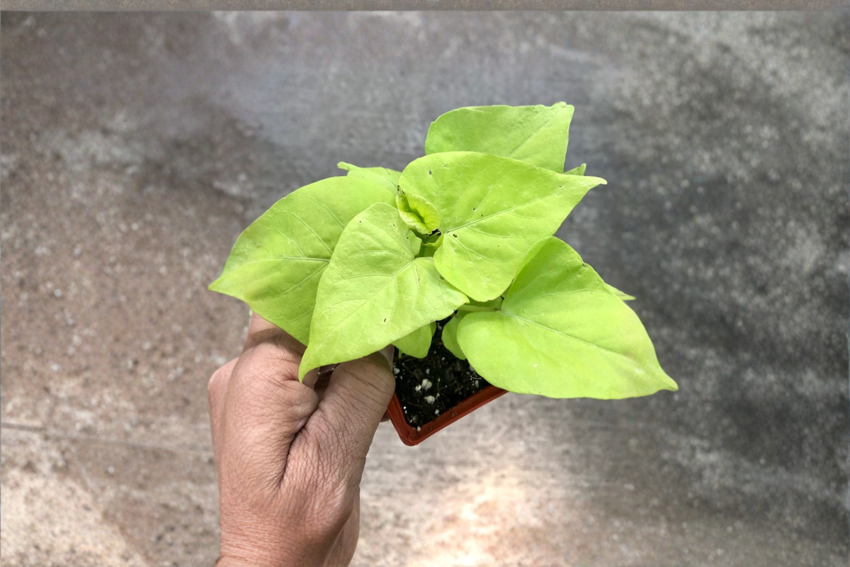 Margarite Sweet Potato Vine Live Plant, Ipomoea batatas, Lime Green Foliage, Trailing Ornamental Vine, Rooted Starter, Free Shipping
