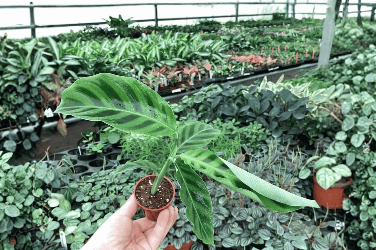 Calathea Zebrina 2 Live Starter Plants – 2-Inch Nursery Size – Goeppertia zebrina