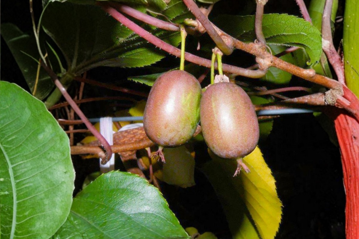 Hardy Kiwi Vine Female Live Plant, Climbing Actinidia arguta 'Ken's Red', Red Fruit, Garden Trellis, Zone 5-8