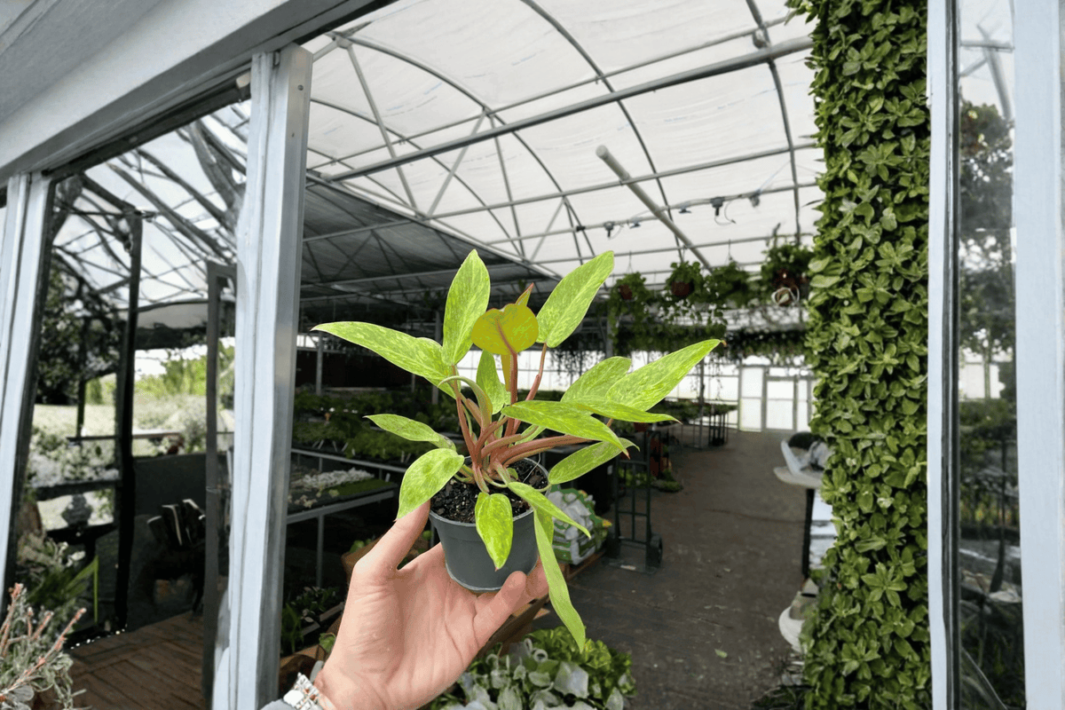 2 Philodendron Painted Lady Live Plants – 4-Inch Pot – Philodendron 'Painted Lady'
