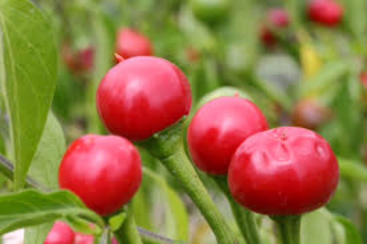 Red Cherry Bomb Hot Chili Live Plants (3 Pack) – Capsicum annuum