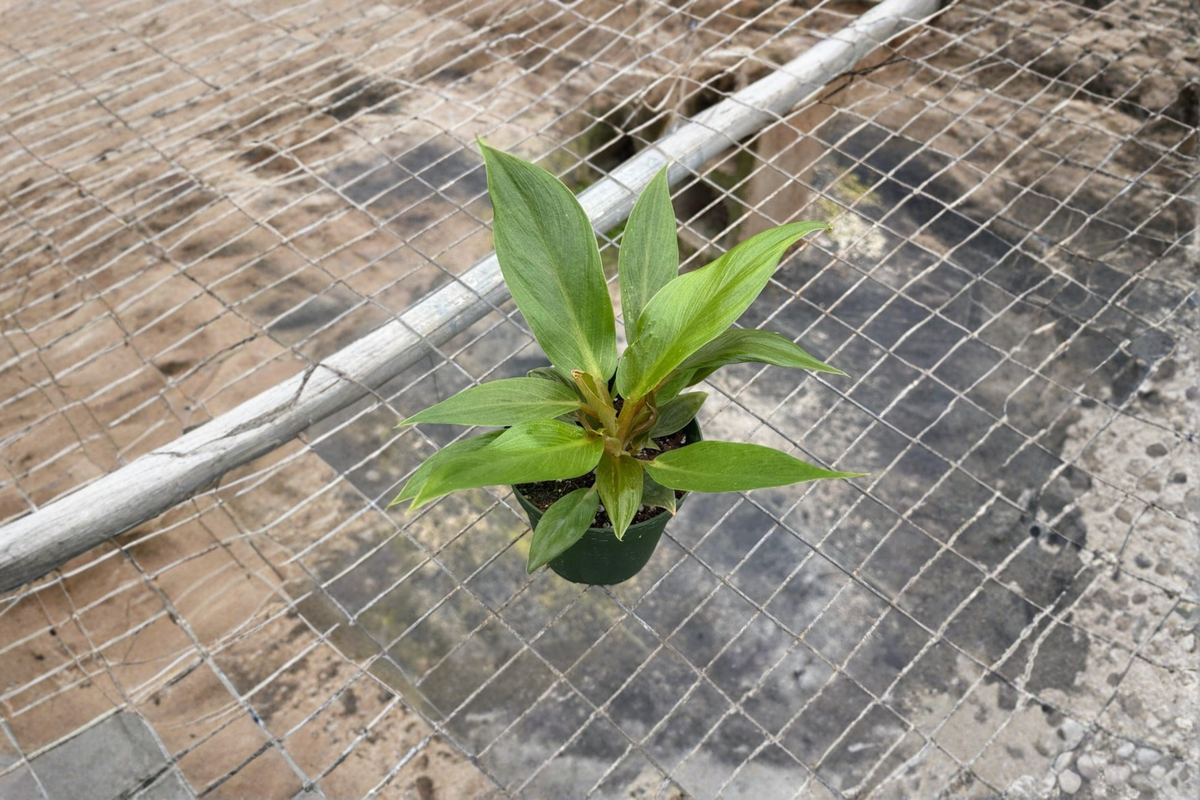 Philodendron Melinonii Live Plant – 4 Inch Pot, Tropical Green Foliage, Indoor Houseplant, Easy-Care Tropical Plant Gift