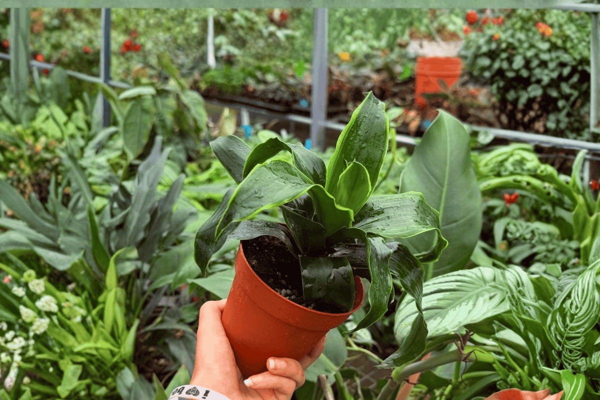 Dracaena Tornado – 2 Exact Live Plants in 4” Pots – Dracaena fragrans ‘Tornado’ 📝 DESCRIPTION: