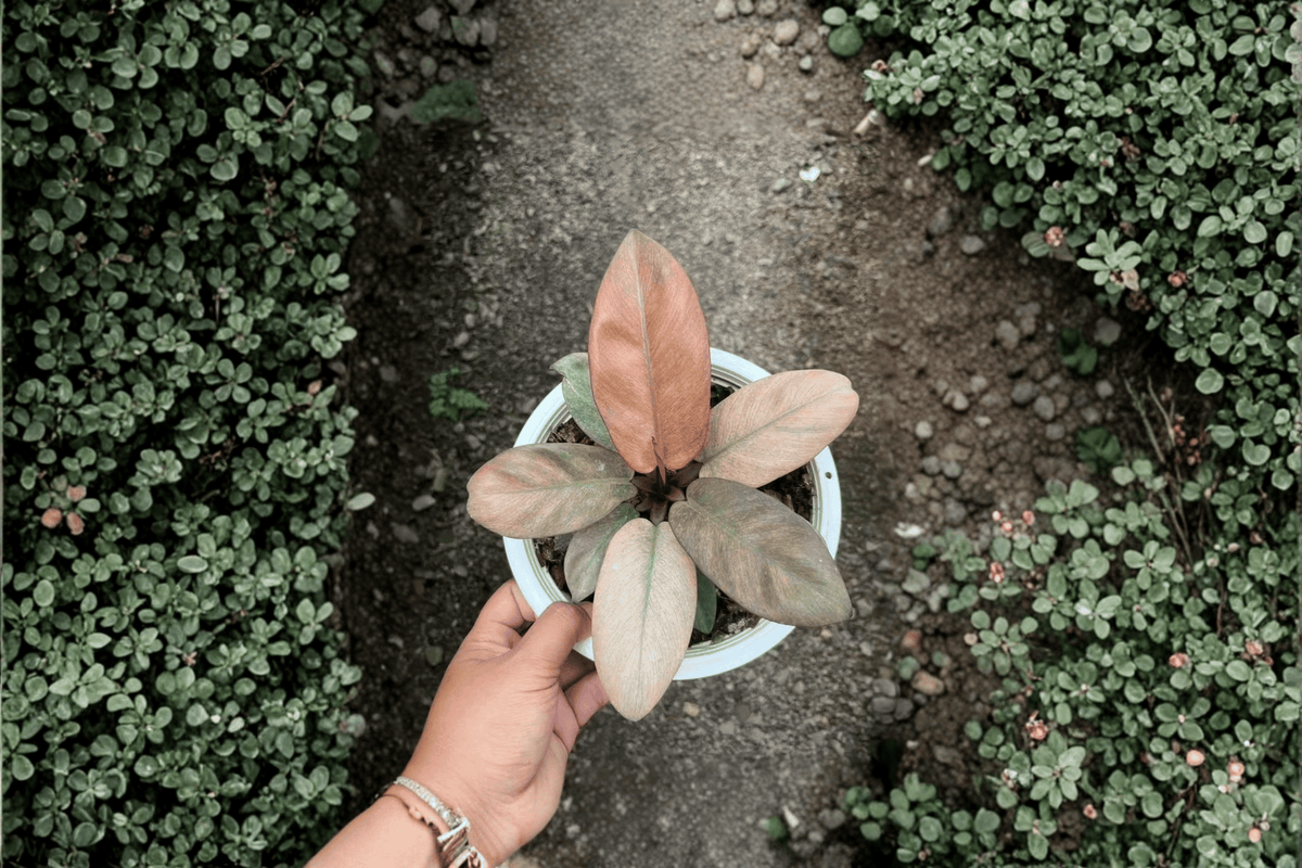2 Philodendron 'Black Cardinal Mint Variegated' Tissue Culture Plants