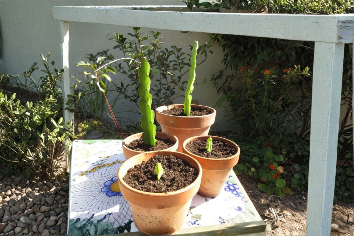 Dragon Fruit Cutting Live Pitaya Plant Cutting Rooting Starter Cutting Tropical Cactus Propagation One Cutting