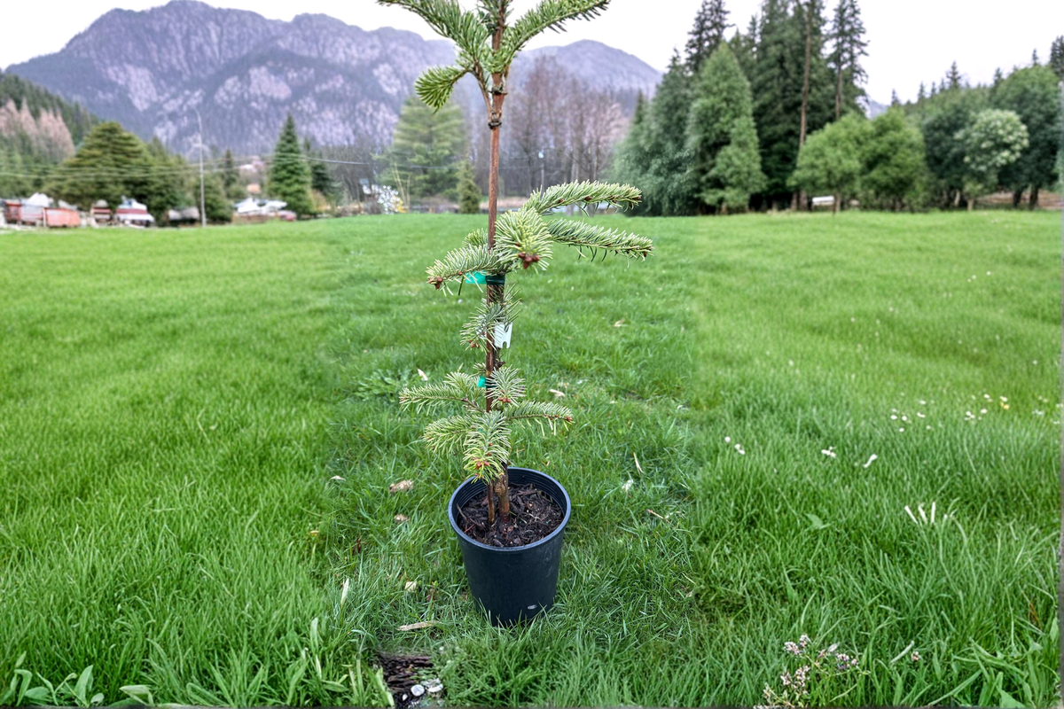 Silver Del Nordmann Fir Live Plant – 12 Inch Compact Evergreen Conifer in 1-Gallon Pot Abies nordmanniana
