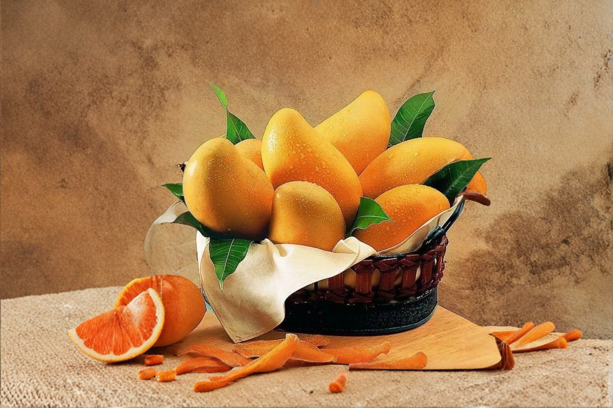 Grafted Alphonso Mango Tree Live Plant – Tropical Mango Fruit Tree, 3ft, Mangifera indica