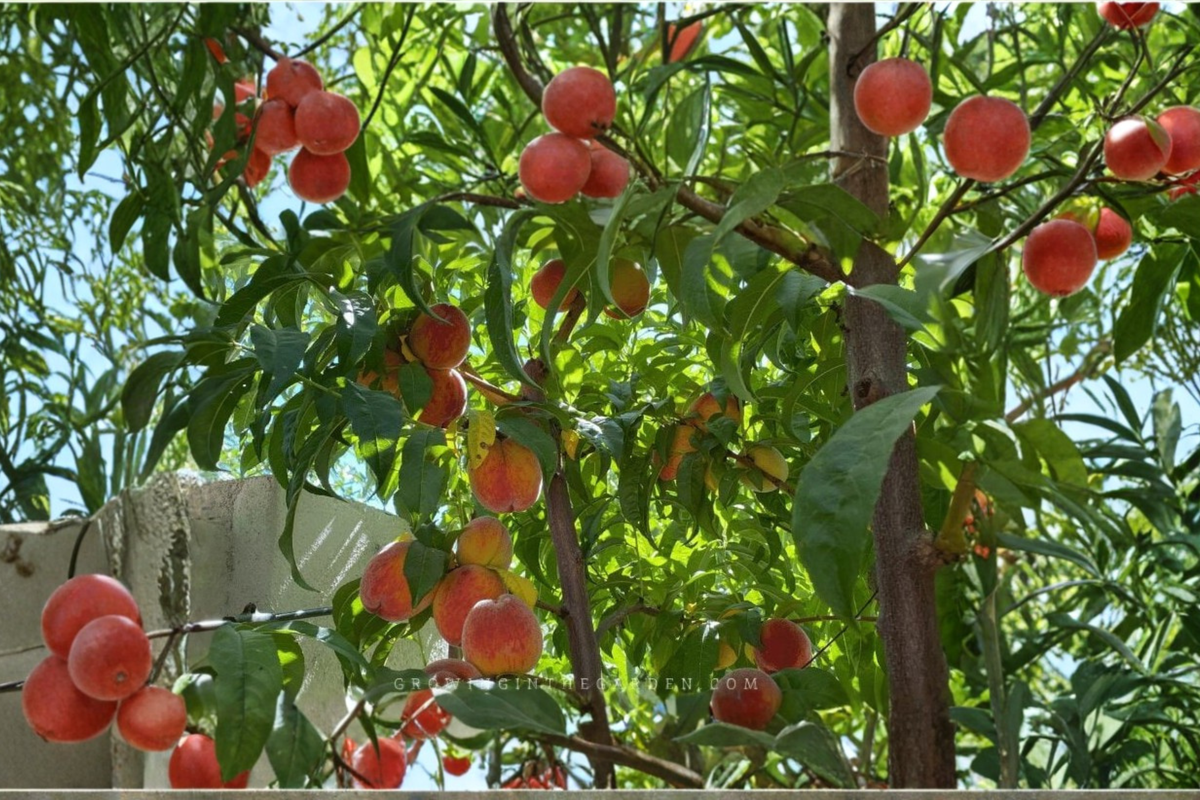 Redskin Peach Tree Live Plant 4–6 Ft Fruit Tree, Sweet Peach Tree for Garden Orchard, Deciduous Backyard Tree