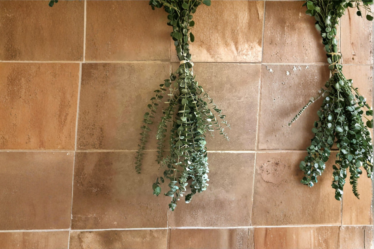 Fresh Eucalyptus Shower Bundle - Aromatic Greenery for Bathroom Decor, Hanging Botanical Foliage, Eucalyptus spp.