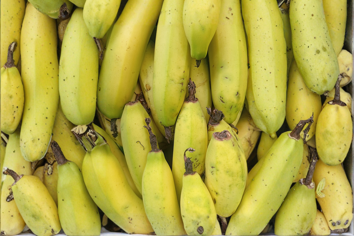 Truly Tiny Banana Live Starter Plug 3–6 Inches – Musa acuminata