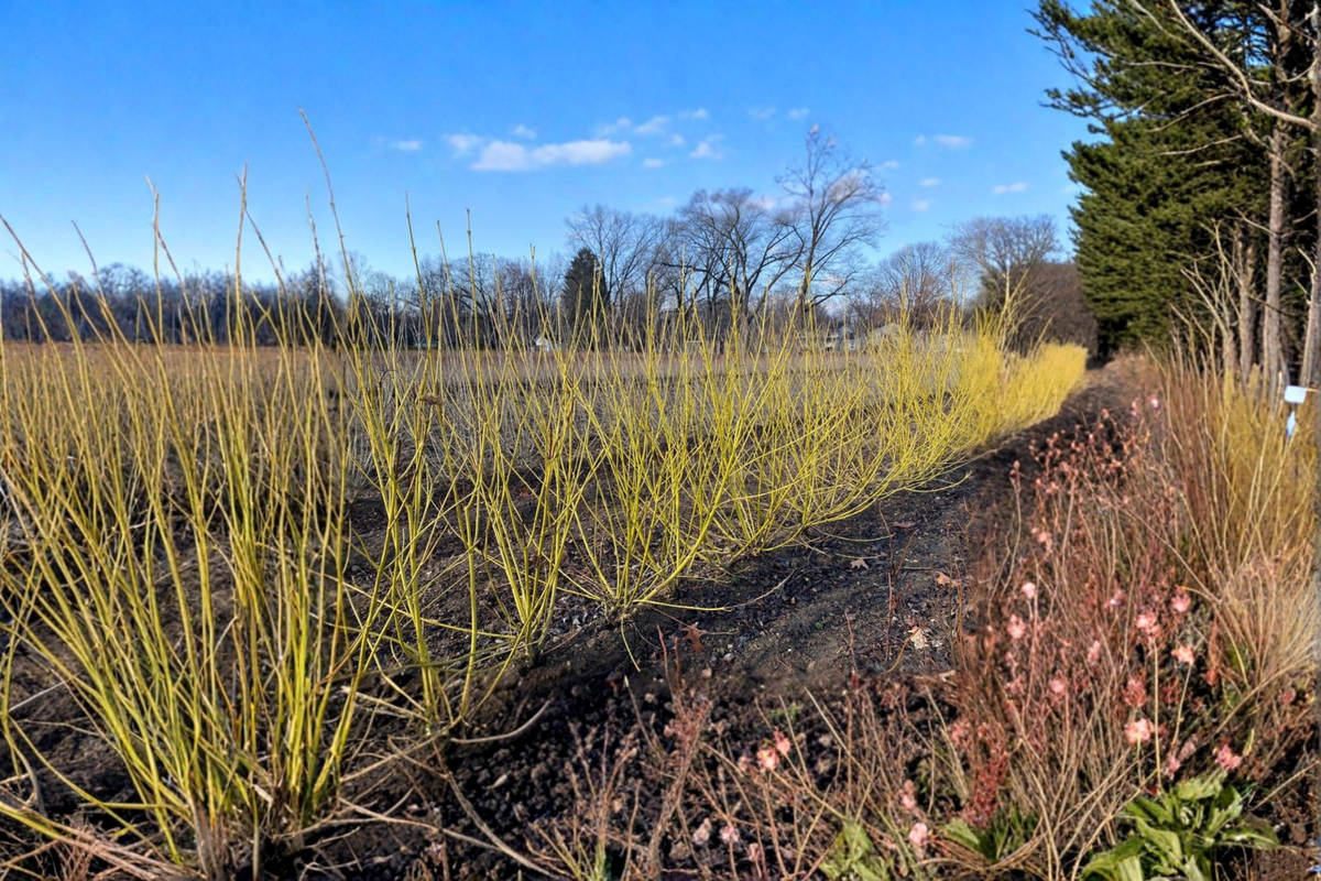 Yellow Twig Dogwood Flaviramea Live Plant 2 Gallon Pot – Cornus sericea Bright Yellow Winter Stems Hardy Landscape Shrub