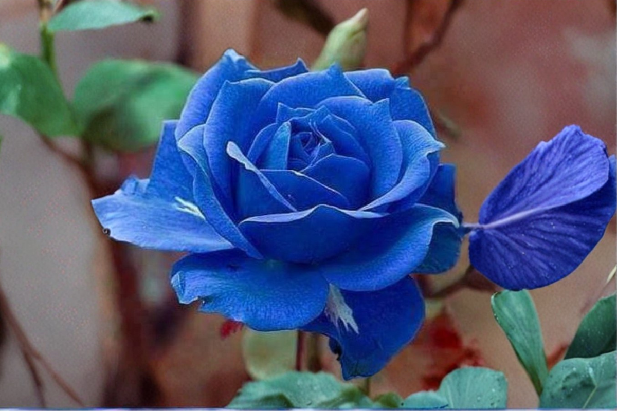 Midnight Blue Rose Seeds Rare Flower Bush 20 Seeds Ornamental Garden Rose Plant for Outdoor Planting