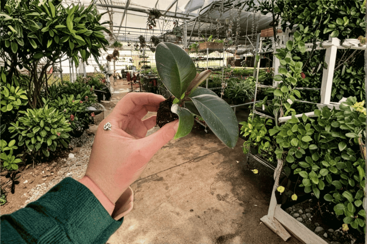 2 Ficus 'Sophia' Live Starter Plants – Bare Root Tropical Houseplants
